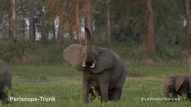 Periscope-Trunk. Context: Attentive (2)