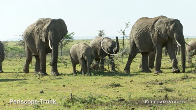 Periscope-Trunk. Context: Attentive (3)
