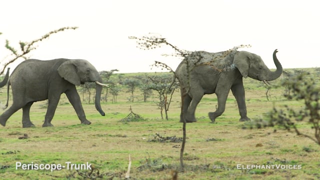 Periscope-Trunk. Context: Attentive (4)