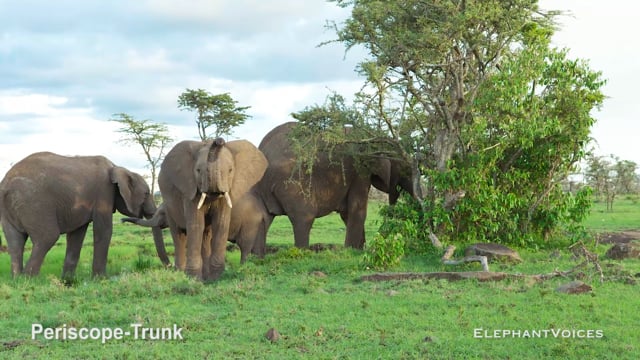 Periscope-Trunk. Context: Attentive (5)