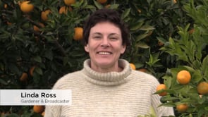 Citrus Workshop