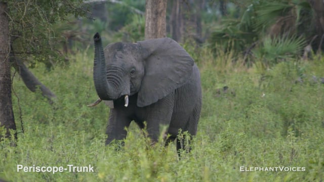 Periscope-Trunk. Context: Vigilance (6)