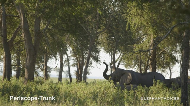 Periscope-Trunk. Context: Vigilance (7)