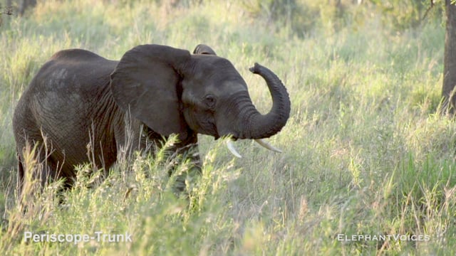 Periscope-Trunk. Context: Vigilance (8)
