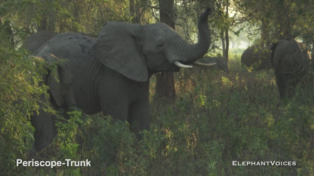 Periscope-Trunk. Context: Vigilance (9)