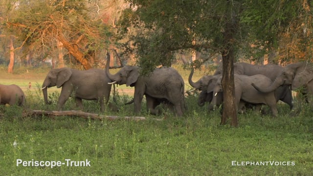 Periscope-Trunk. Context: Vigilance (10)