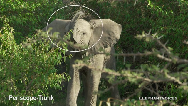 Periscope-Trunk. Context: Vigilance (11)