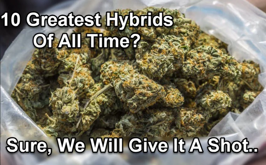 What are the Best Hybrid Cannabis Strains of All-Time? on Vimeo