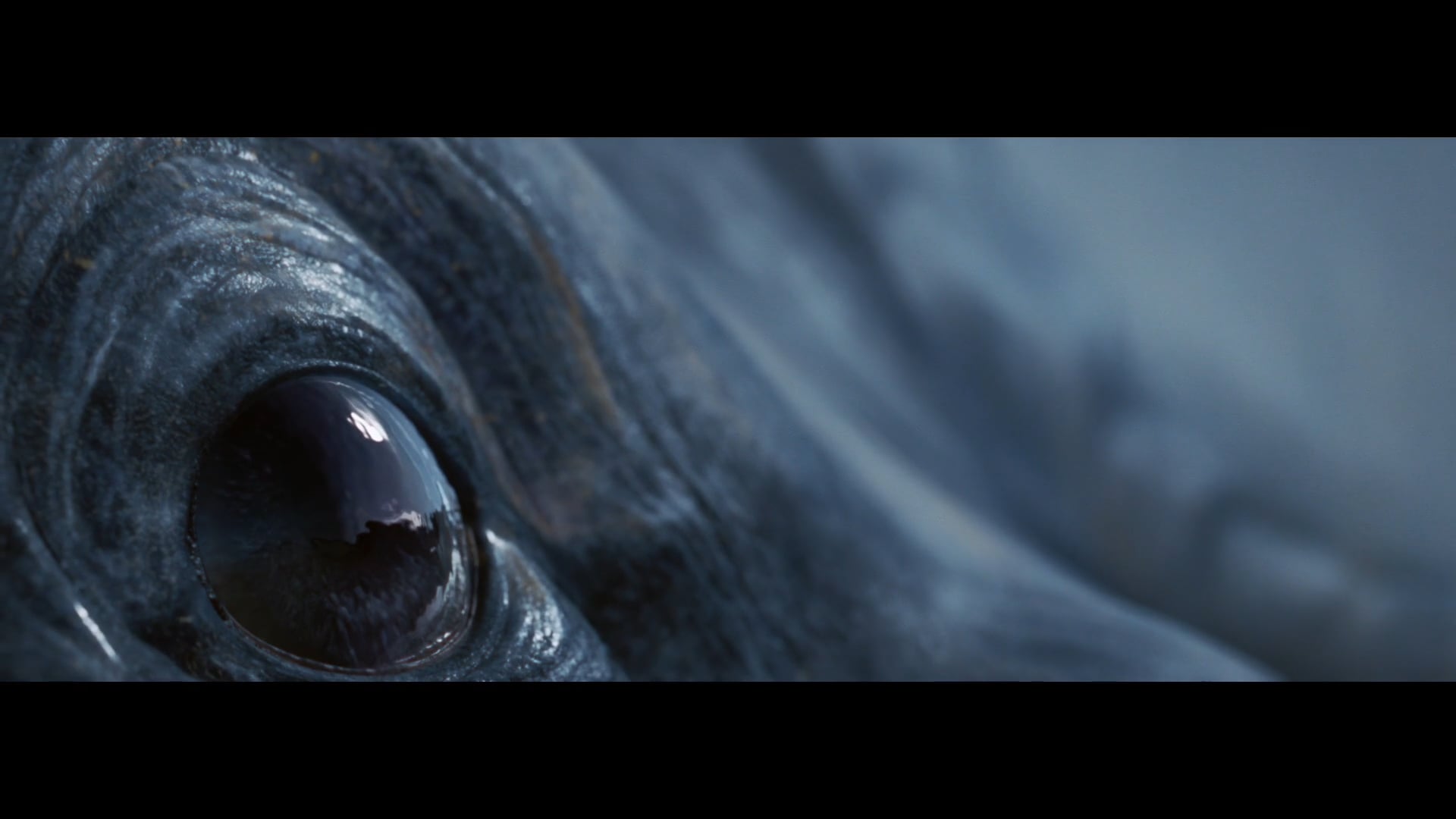 The Creature