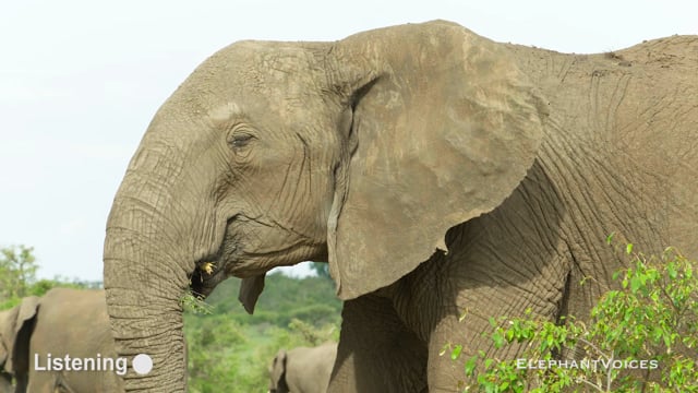 Listening. Context: Attention (7)