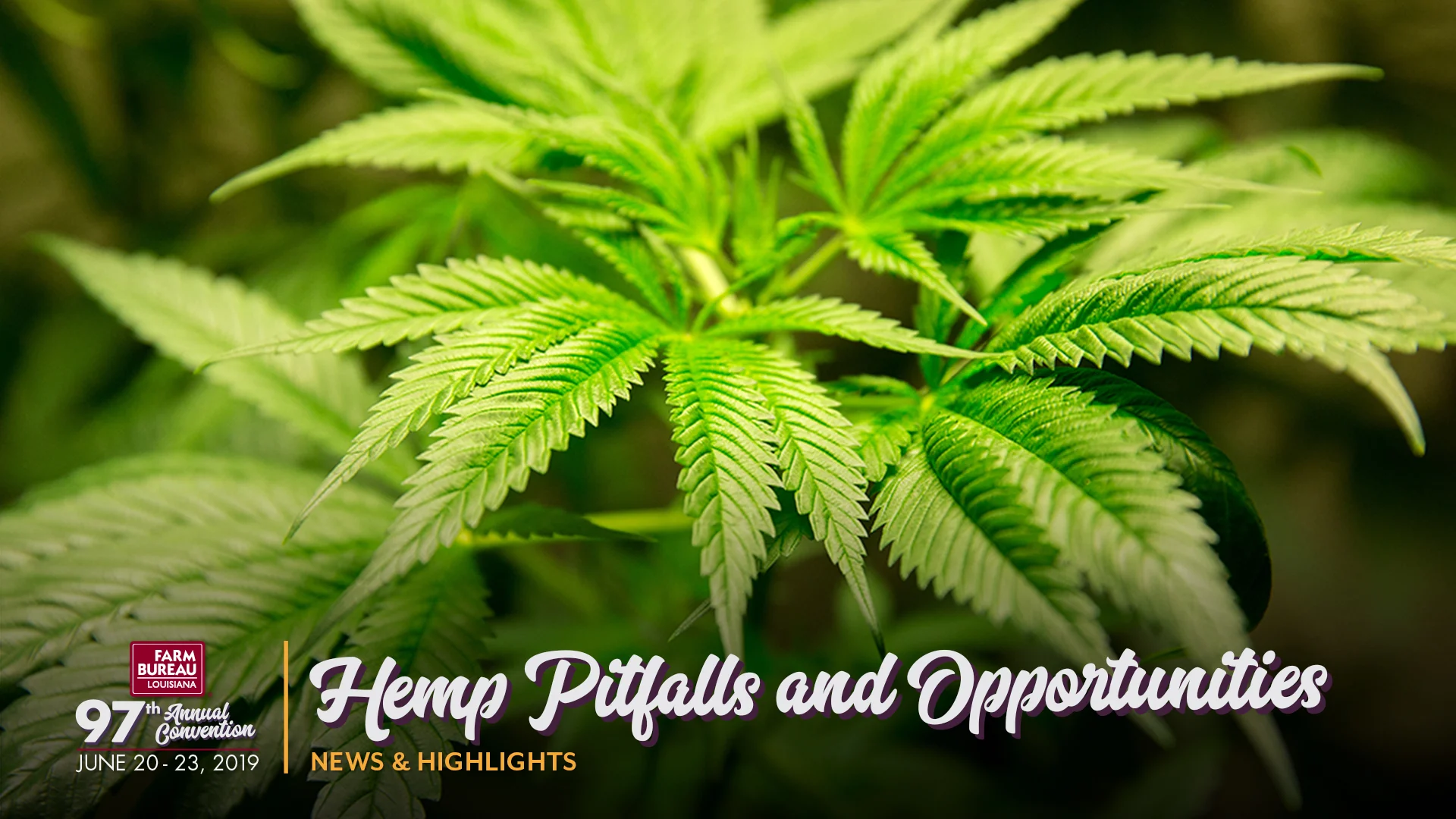 Growing Hemp in Louisiana Pitfalls and Opportunities on Vimeo