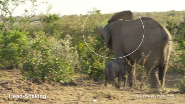 Head-Shaking. Context: Calf Reassurance & Protection (3)