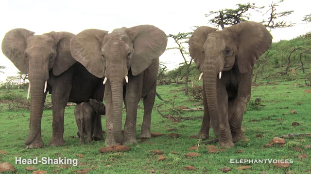 Head-Shaking. Context: Calf Reassurance & Protection (2)