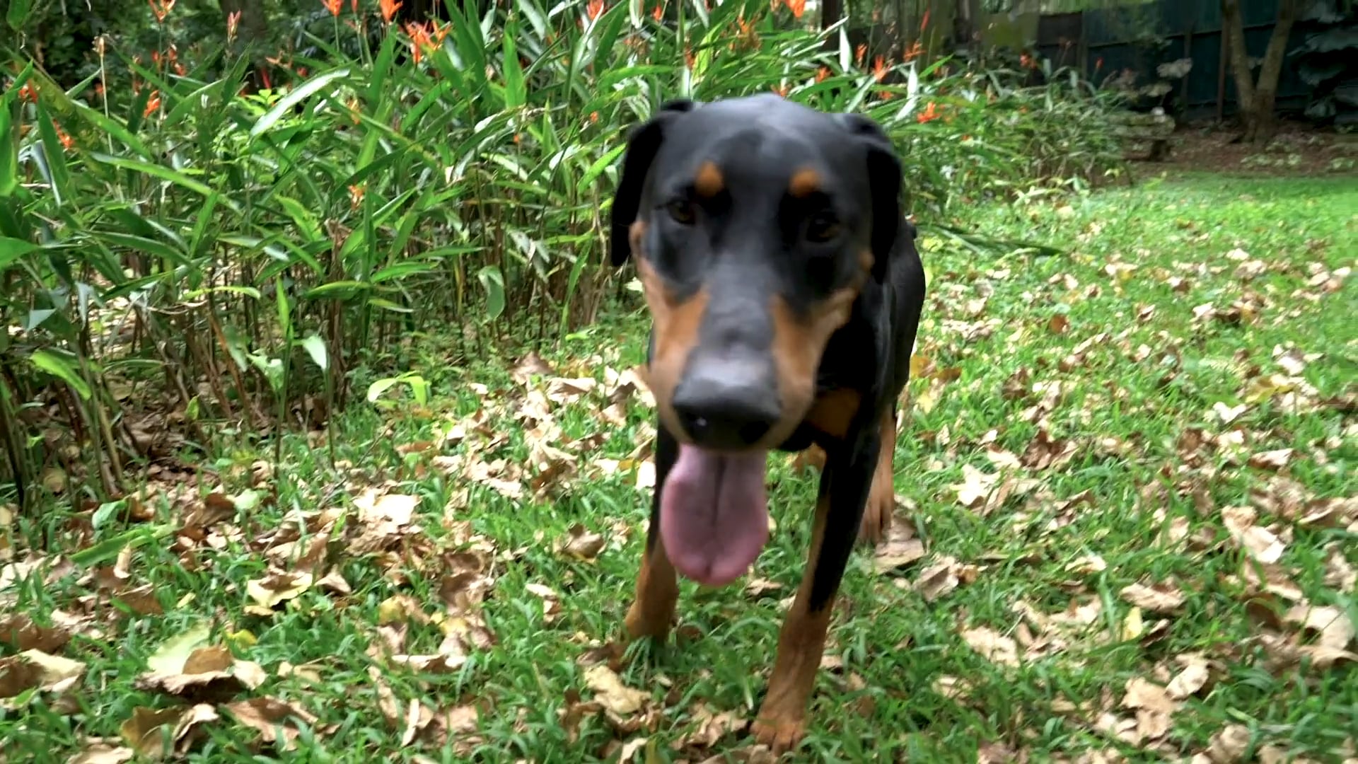 Dobermann