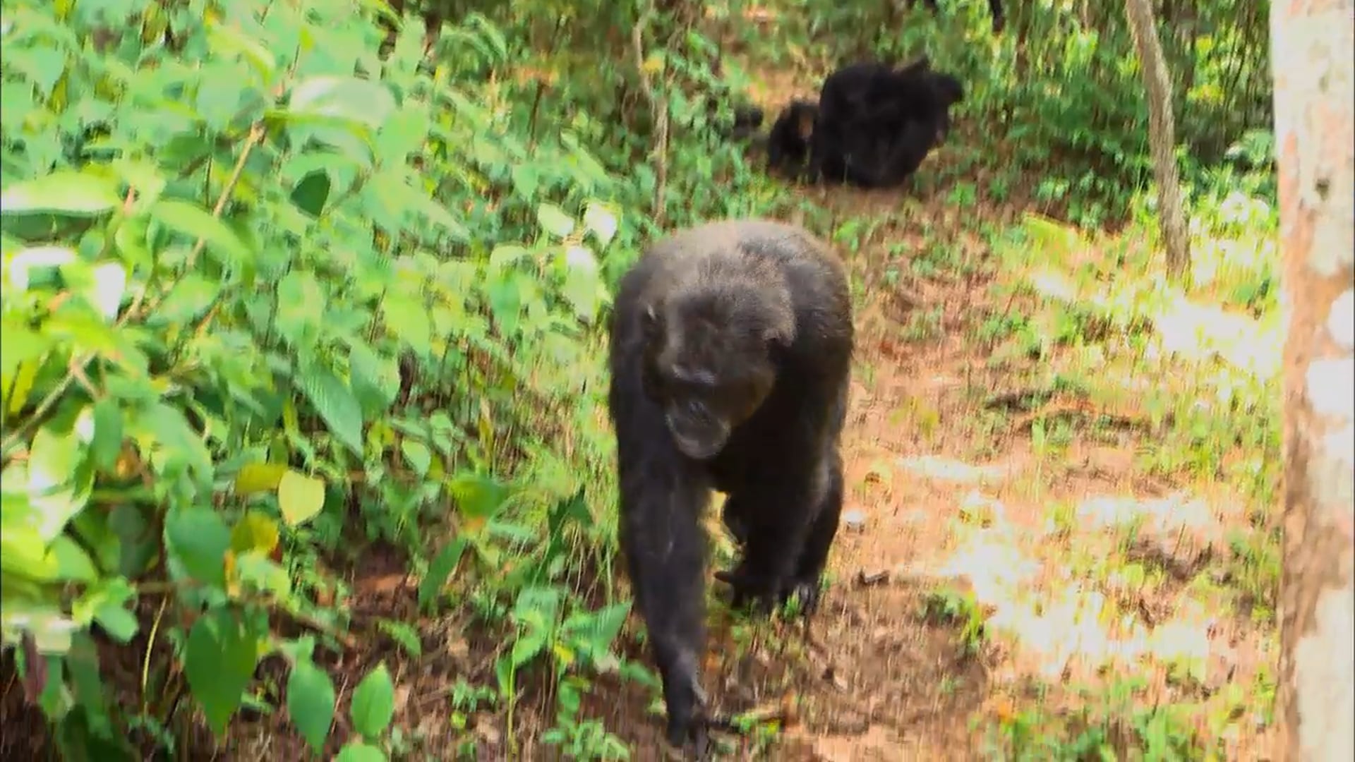 Tanzania Chimps