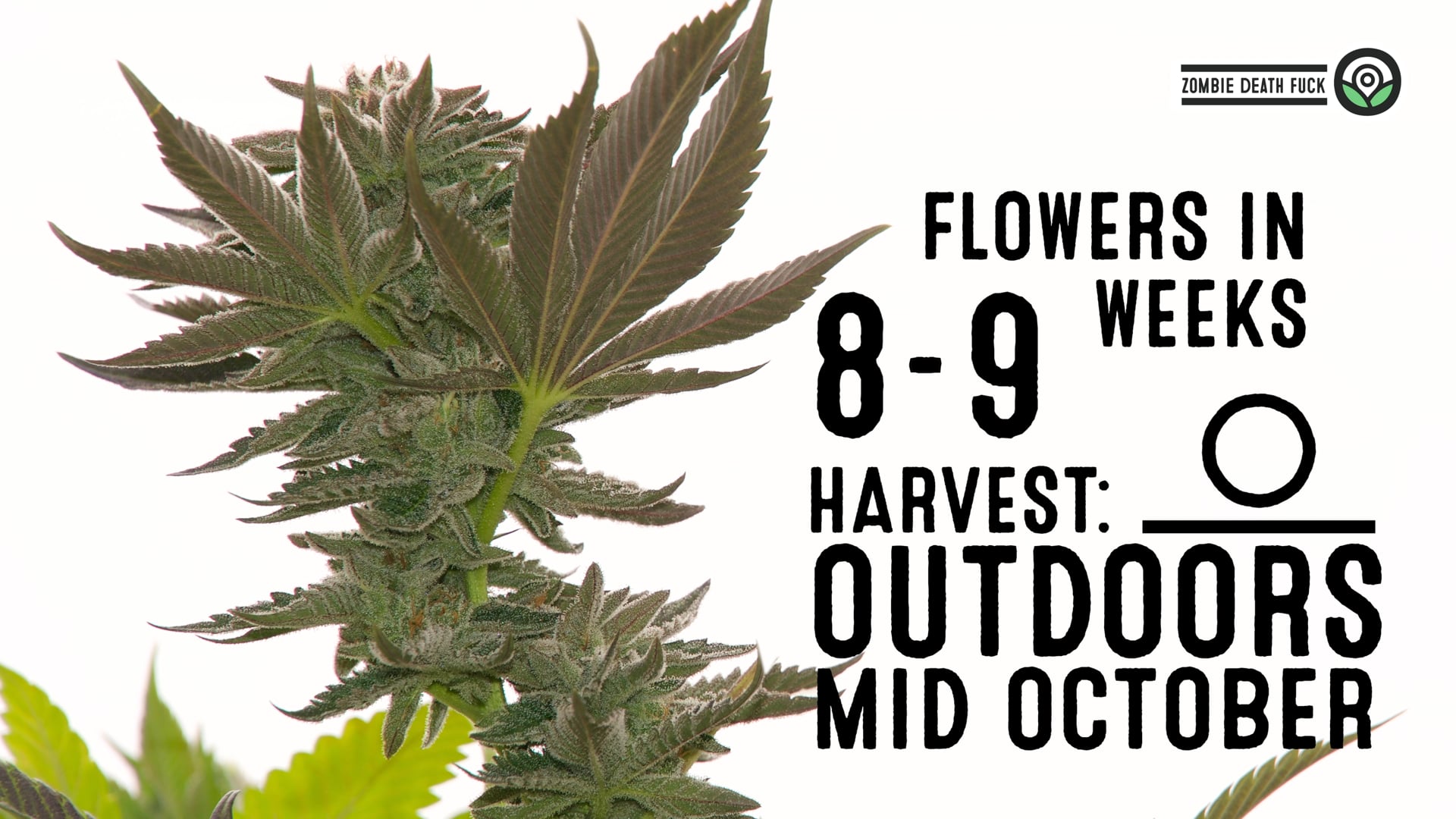 Zombie Death Fuck Feminized Cannabis Seeds