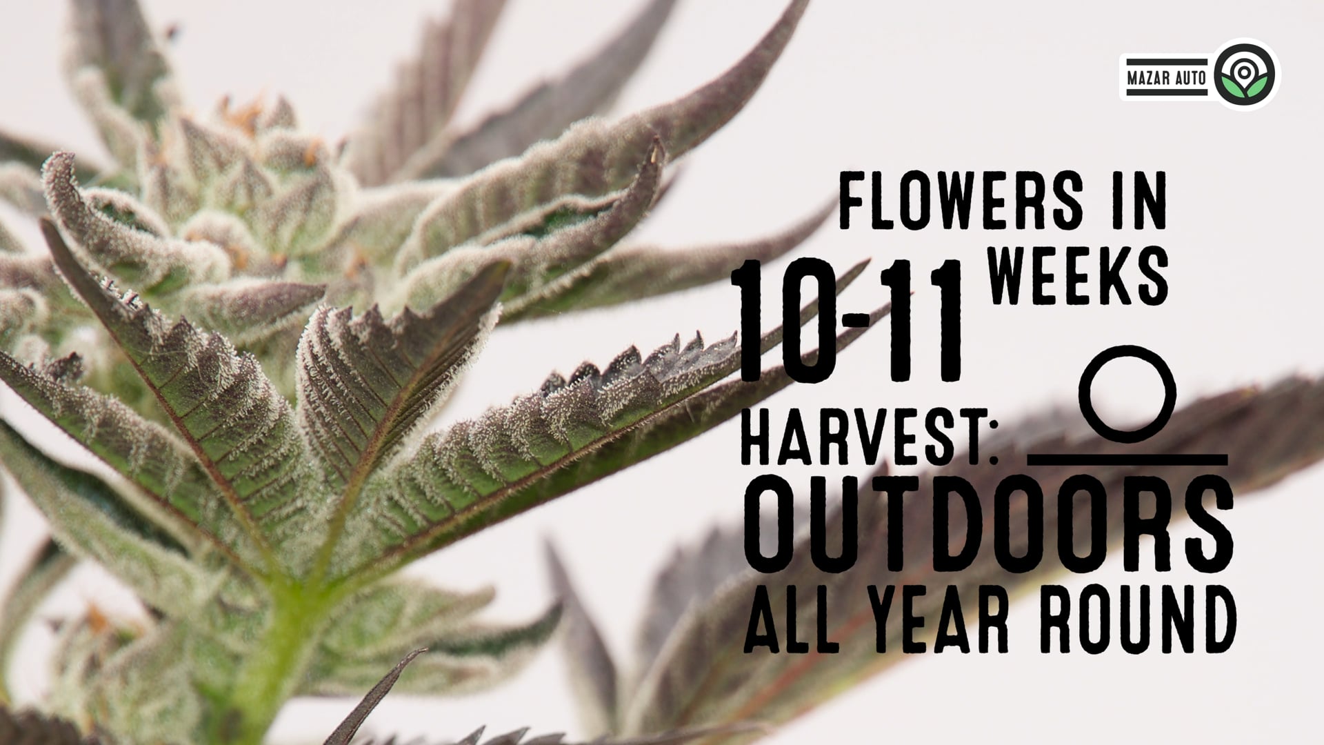 Mazar Autoflower Cannabis Seeds