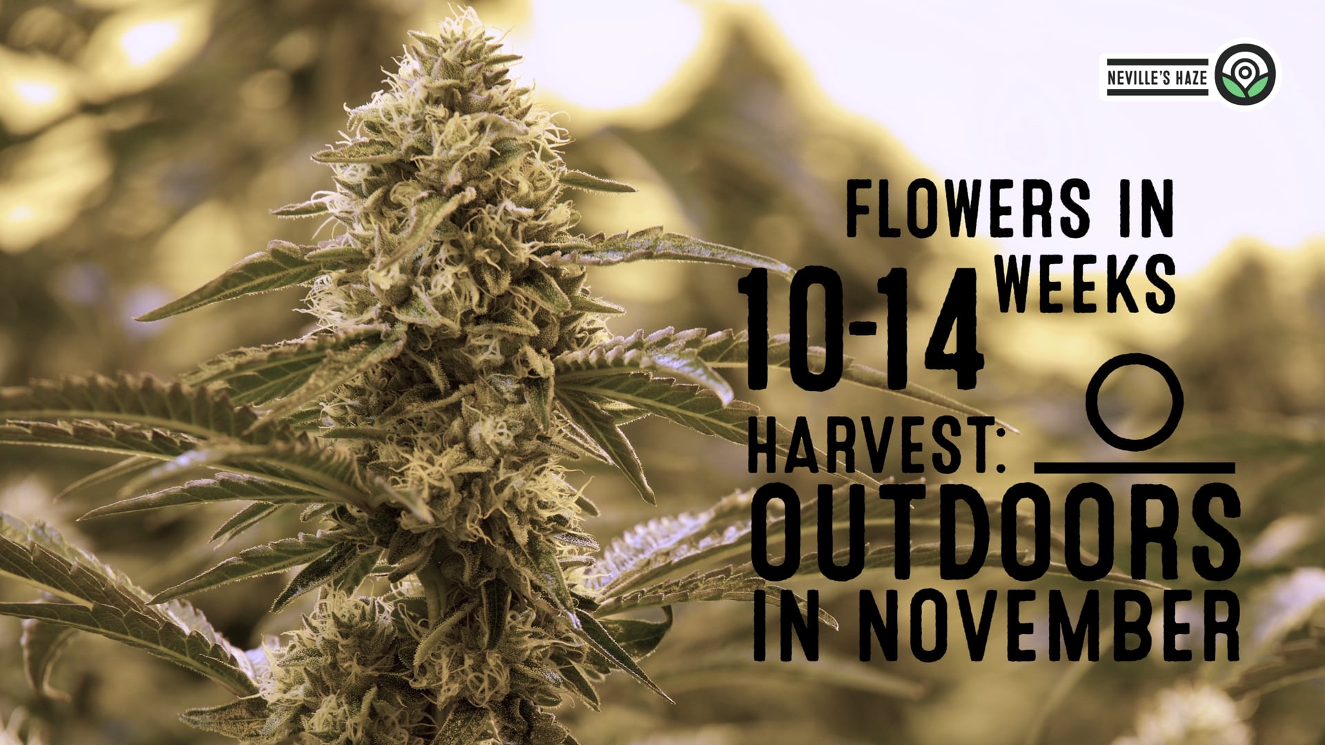 Neville's Haze Feminized Cannabis Seeds