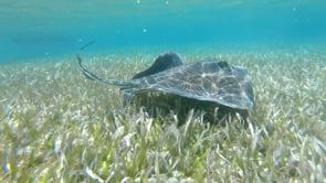 Blue Bonefish Lodge - Customer Success Story