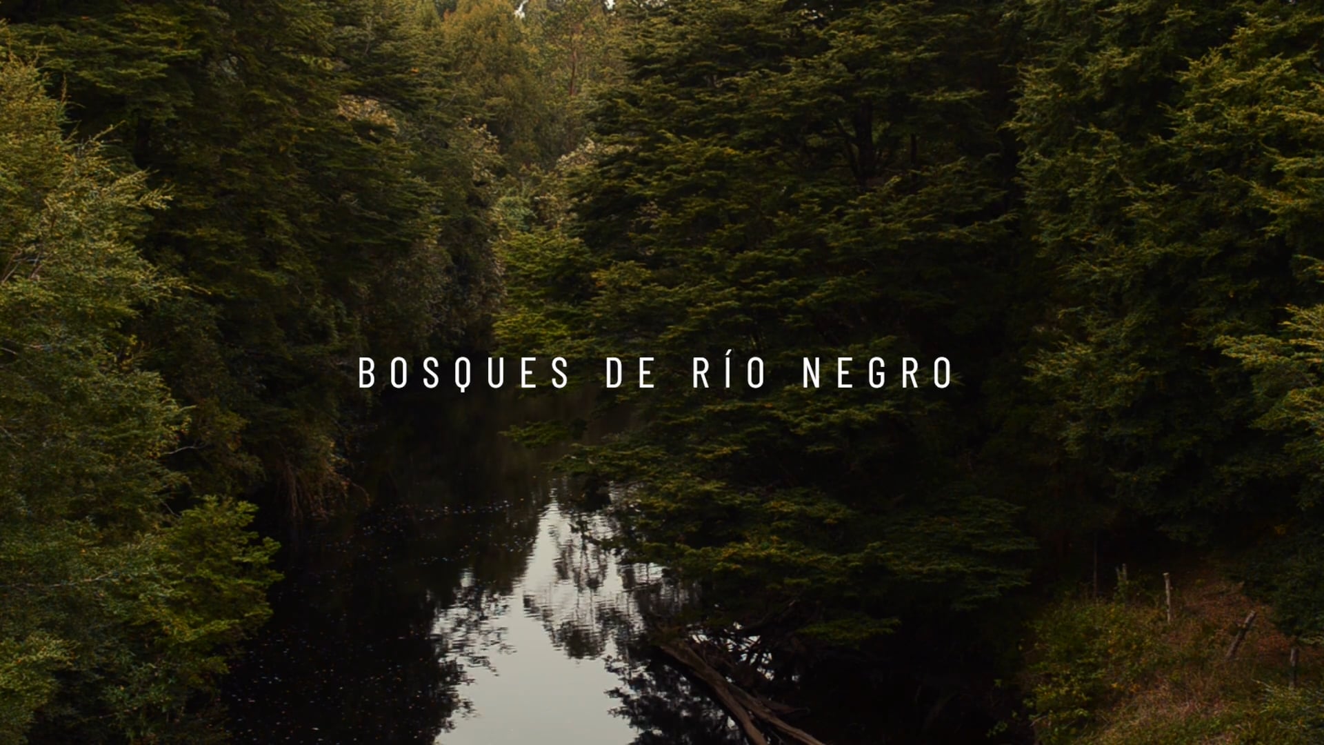 BOSQUES DE RÍO NEGRO