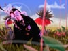 Jane La Onda - "Fly" - Music Video Trailer
