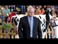 Vacas de dos años sénior