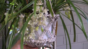 Orchid tips with Sandra Ross