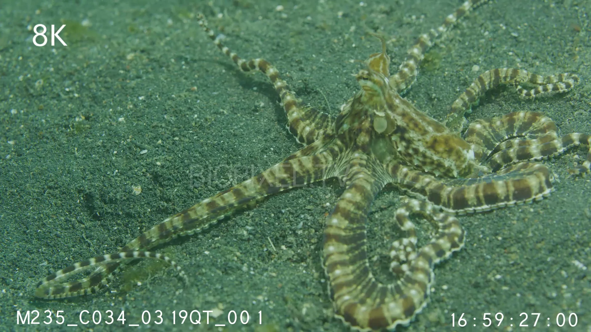 Mimic Octopus For Sale
