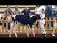 Terneras de 3 a 6 meses