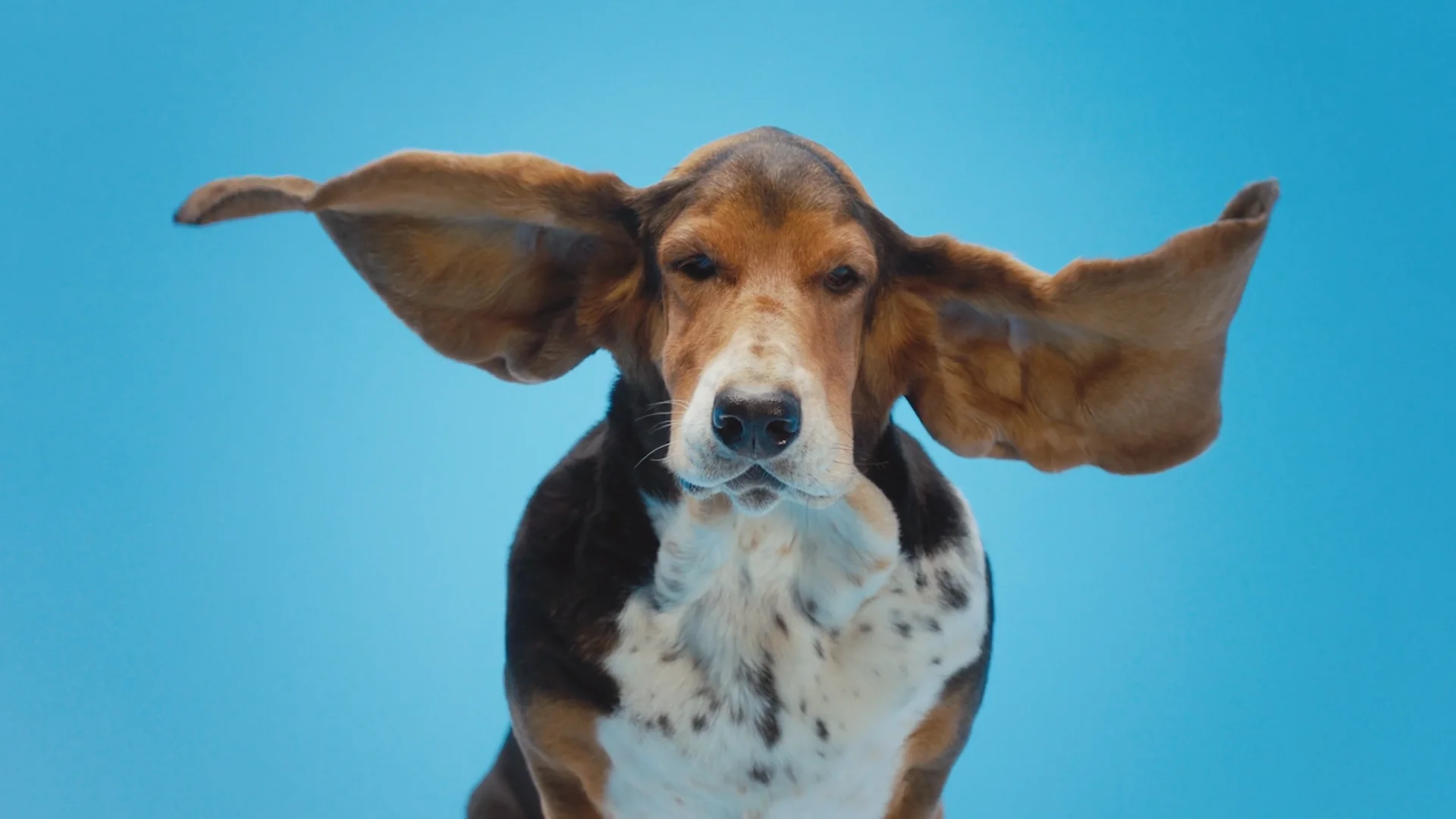 Barkbox commercial hot sale