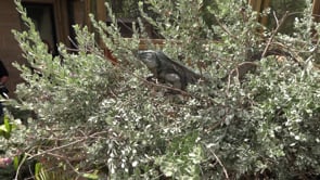 Iguana New Exhibit - Porcupine Day