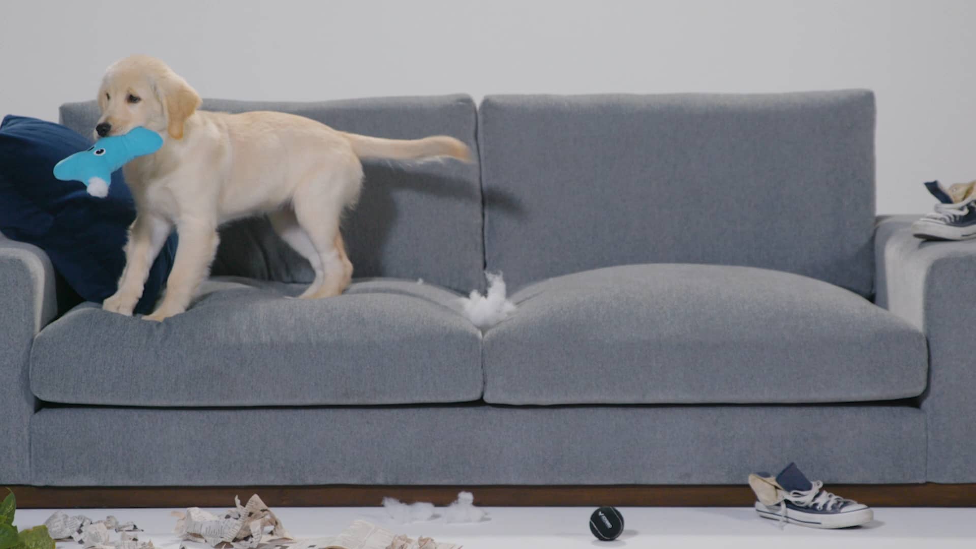 Pet Friendly Fabrics Promo Joybird Furniture on Vimeo