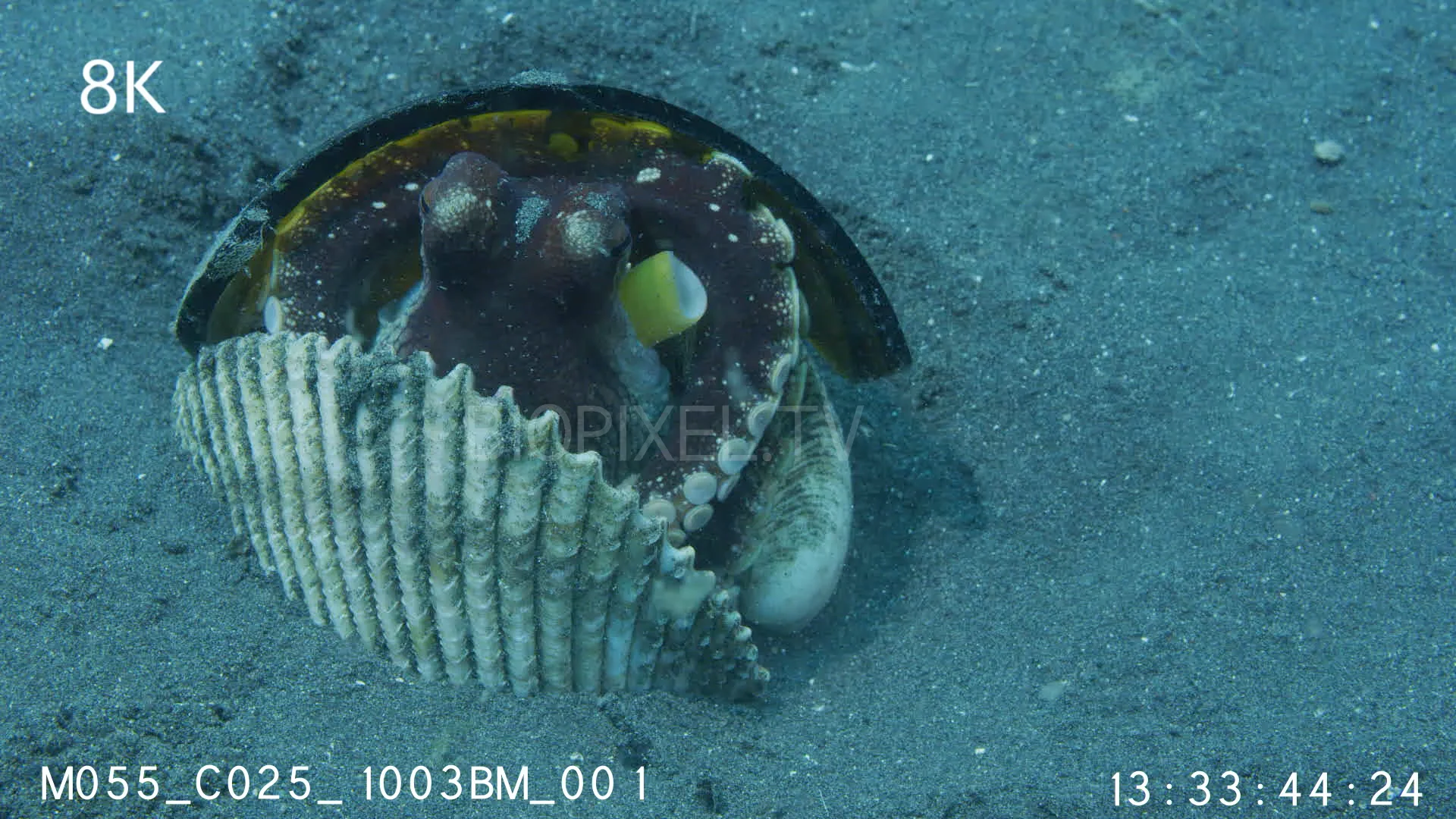 4K Molluscs Octopus - Coconut octopus walking while holding shell 8K on ...