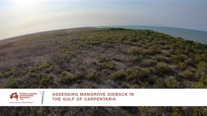 Assessing mangrove dieback in the Gulf (video June 2019)