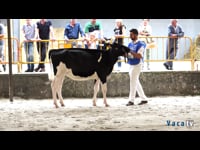 Terneras de 8 a 10 meses