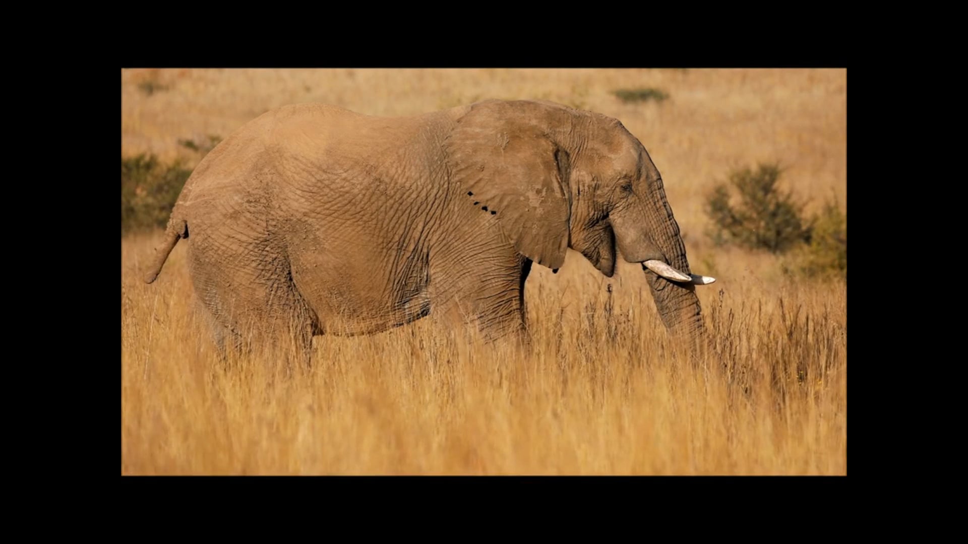 Pilanesberg4Seasons - Autumn 2019