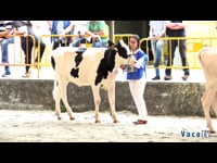 Terneras de 11 a 13 meses