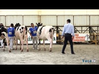 Terneras de 14 a 16 meses