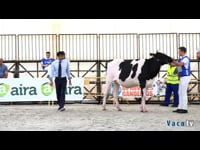 Novillas de 17 a 20 meses