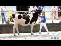 Novillas de 21 a 26 meses