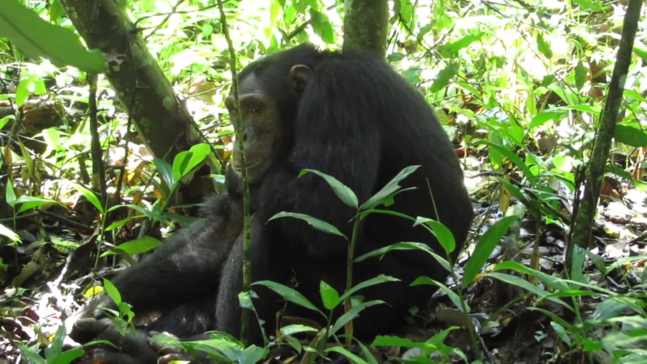 Chimp Trekking, Kibale, Uganda