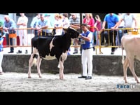 Ternera campeona y novilla campeona