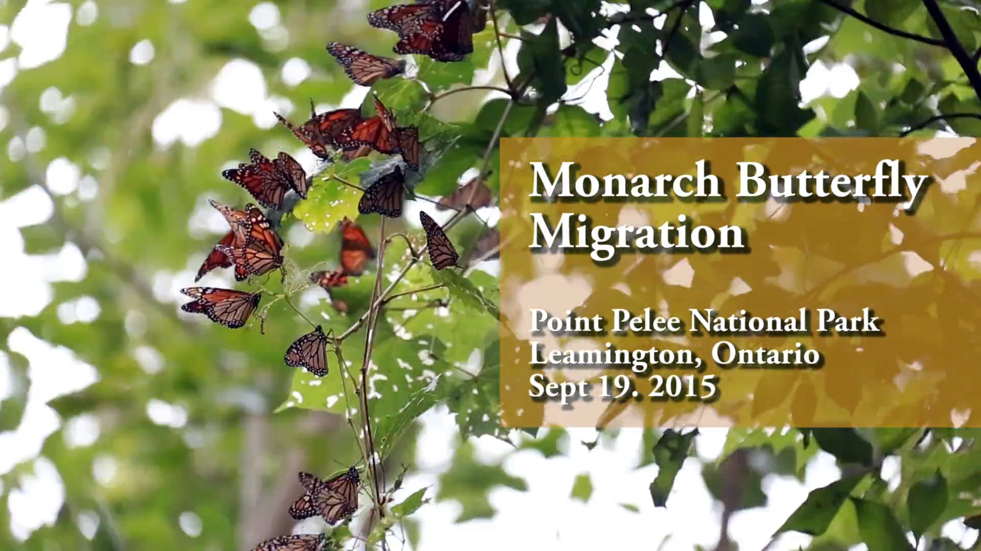 Monarch Butterfly Migration Point Pelée on Vimeo