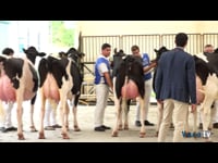 Vacas hasta 30 meses