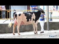 Vacas de 31 a 36 meses
