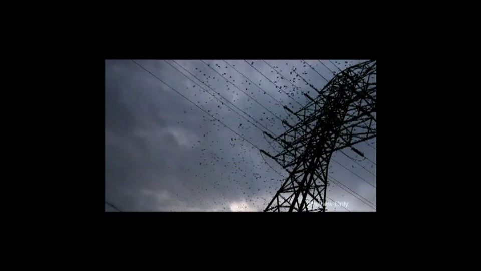 Starlings (at Nightfall)