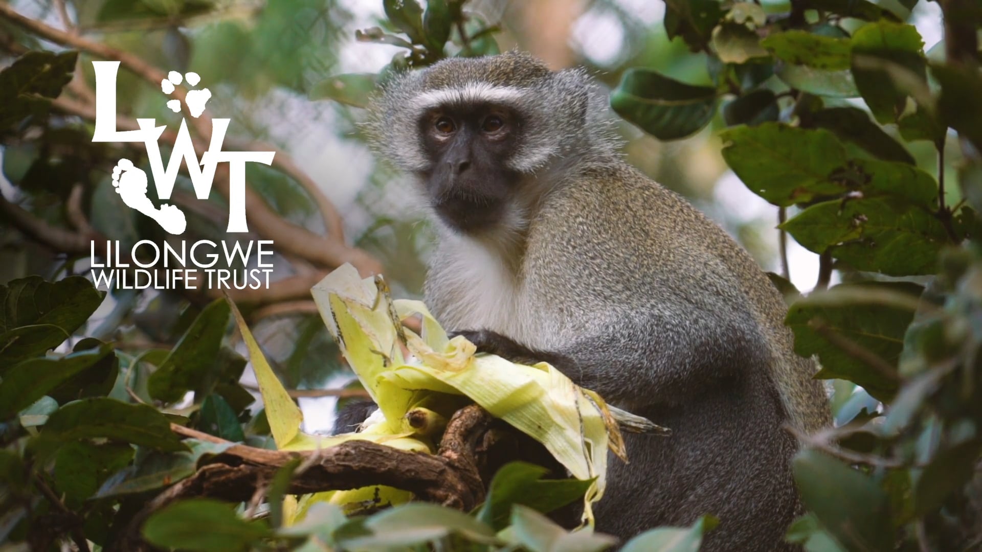 Lilongwe Wildlife Volunteer Experience