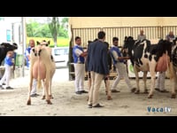 Vacas de 3 años