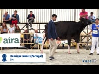 Vacas de 6 años o más
