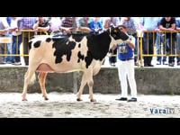 Gran campeonato de vacas